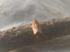 Argyrotaenia ceramica