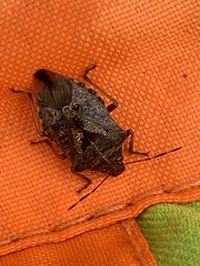 Podisus serieventris