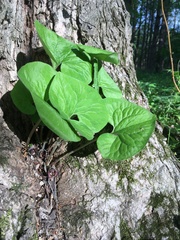 Asarum canadense reflexum