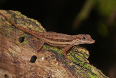 Anolis opalinus