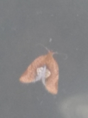 Argyrotaenia ceramica