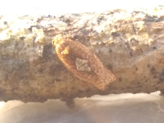 Argyrotaenia ceramica