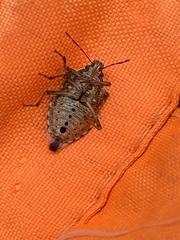 Podisus serieventris