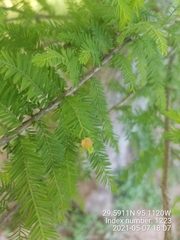 Taxodiomyia cupressiananassa