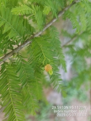 Taxodiomyia cupressiananassa