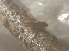 Argyrotaenia ceramica
