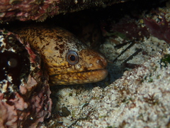 Muraena lentiginosa