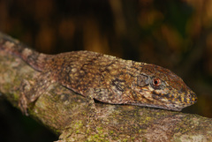 Anolis valencienni