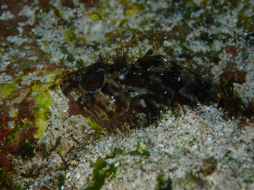 Labrisomus jenkinsi