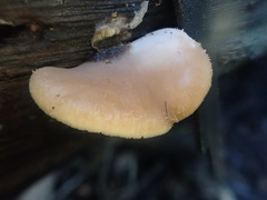 Lentinellus pulvinulus