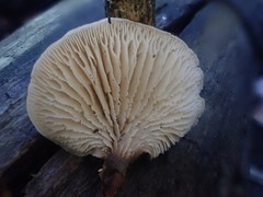 Lentinellus pulvinulus