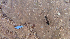 Camponotus micans