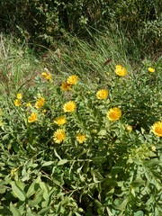 Pentanema spiraeifolium