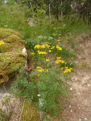 Jacobaea adonidifolia