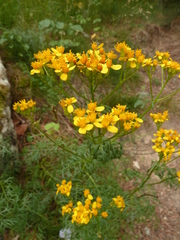 Jacobaea adonidifolia