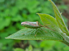 Edessa collaris-group