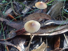 Mycena marangania