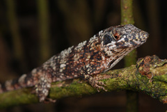 Anolis valencienni