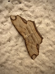 Eschatarchia lineata