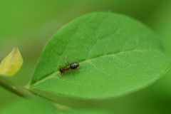 Prenolepis imparis