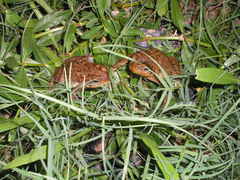 Achaval's Toad photo 2