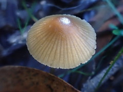 Mycena marangania