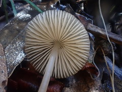 Mycena marangania