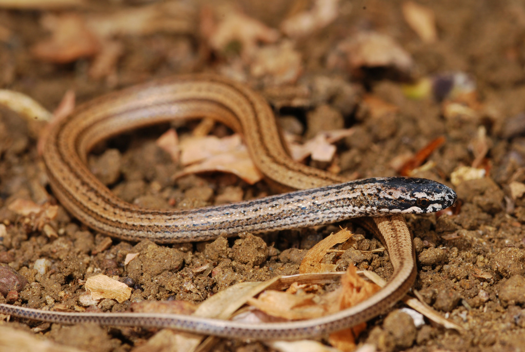 Jamaican Black Groundsnake