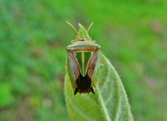 Edessa collaris-group