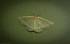 Mixocera latilineata