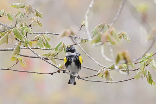 Yellow-rumped Warbler photographed in Connecticut
