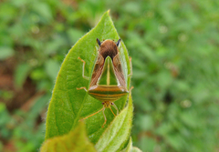 Edessa collaris-group