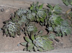Echeveria pulvinata
