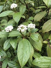 Viburnum davidii