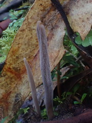 Clavulina tasmanica