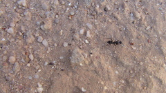 Camponotus micans