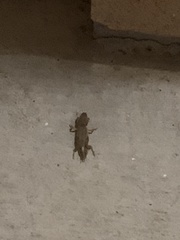 Neocurtilla hexadactyla