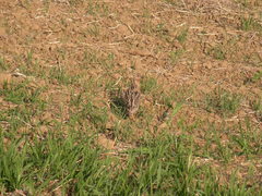 Coturnix japonica
