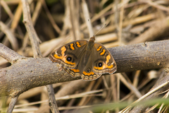 Junonia genoveva