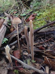 Clavulina tasmanica