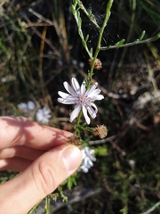 Olearia lehmanniana