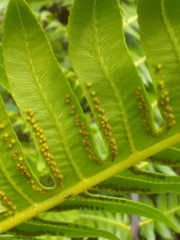 Cyathea horrida