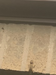 Neocurtilla hexadactyla