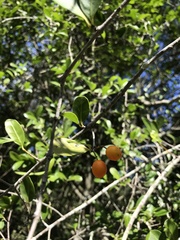 Elaeodendron australe