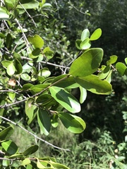 Elaeodendron australe