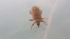 Lignyodes suturatus