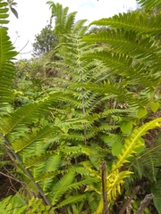 Cyathea horrida