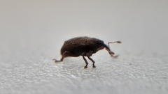 Lignyodes suturatus
