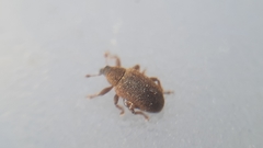 Lignyodes suturatus