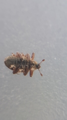 Lignyodes suturatus